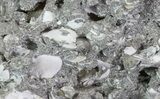 Crystal Filled Fossil Whelk - Rucks Pit, FL #69077-4
